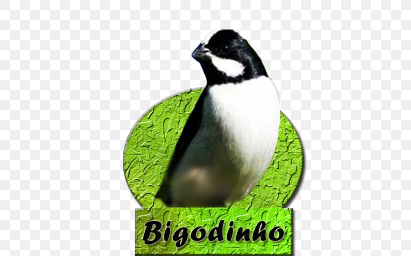 Bird Passerine Penguin Lined Seedeater Android Application Package, PNG, 512x512px, Bird, Android, Beak, Fauna, Flightless Bird Download Free