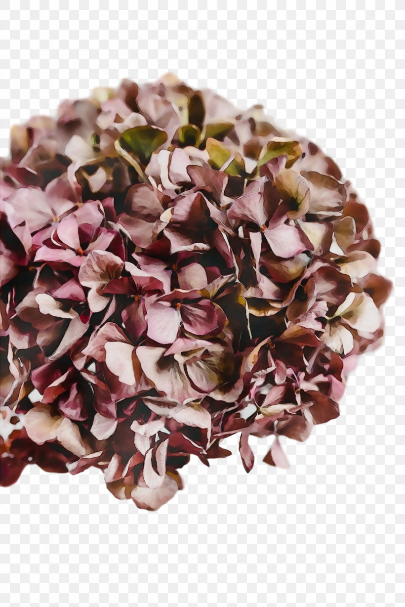 Petal French Hydrangea Flower Lilac M Hydrangea, PNG, 1200x1798px, Watercolor, Flower, French Hydrangea, Hydrangea, Lilac M Download Free