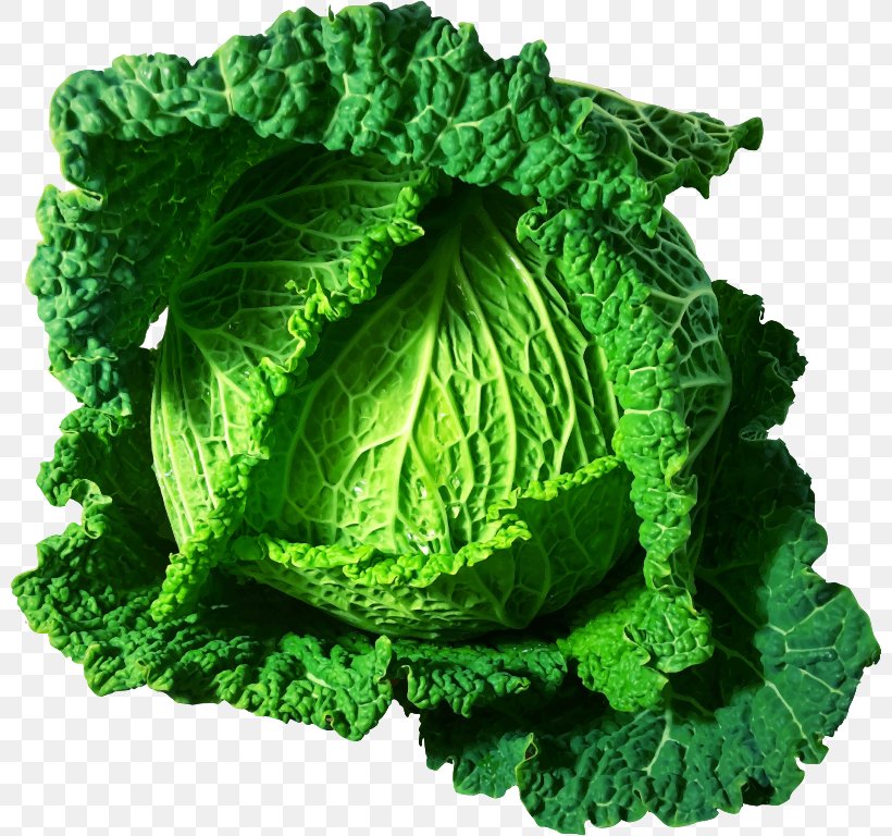 Savoy Cabbage Cauliflower Brussels Sprout Broccoli, PNG, 800x768px, Cabbage, Brassica, Brassica Oleracea, Broccoli, Brussels Sprout Download Free