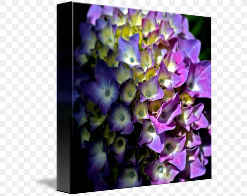 Flower Hydrangea Violet Lilac Floral Design, PNG, 601x650px, Flower, Cornales, Family, Flora, Floral Design Download Free