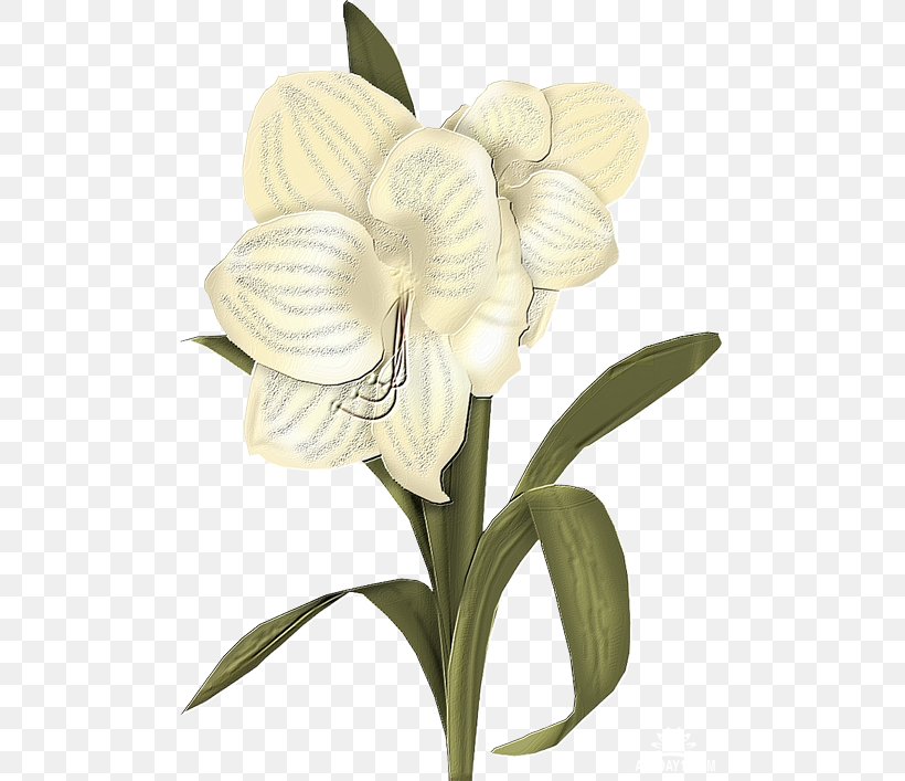 Flower White Clip Art, PNG, 493x707px, Flower, Cloud, Cut Flowers, Digital Image, Floral Design Download Free