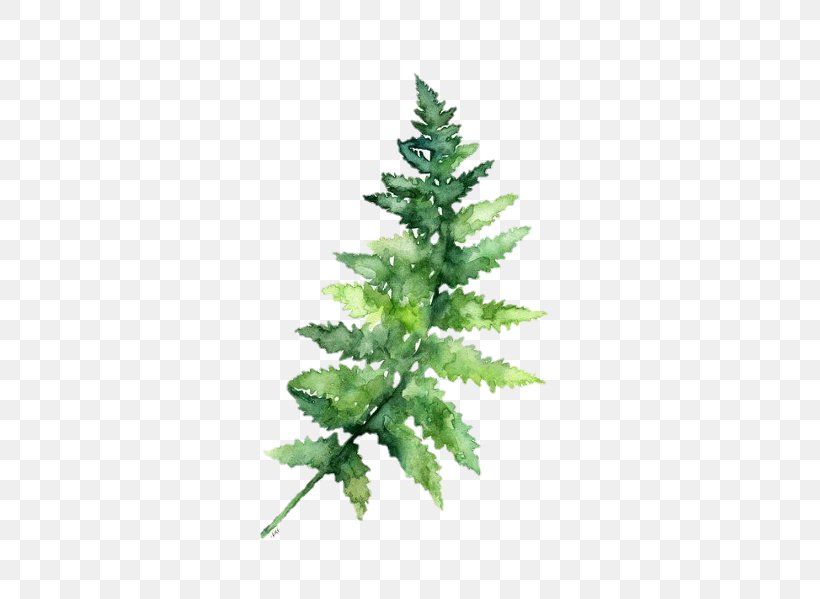 Watercolor Painting Fern Botanical Illustration, PNG, 480x599px, Watercolor Painting, Art, Botanical Illustration, Christmas Ornament, Christmas Tree Download Free