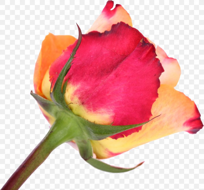 Cut Flowers Garden Roses Tulip, PNG, 1075x1004px, Flower, Bud, Close Up, Cut Flowers, Flowering Plant Download Free