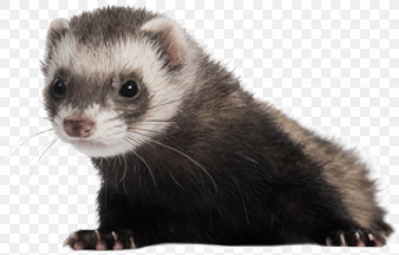 Ferret Stock Photography Image Royalty-free, PNG, 850x544px, Ferret, Blackfooted Ferret, Carnivore, European Polecat, Fisher Download Free