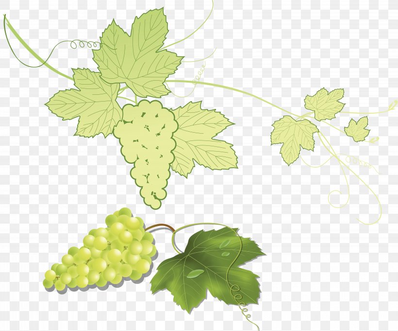 Grape Leaves Grapevines From Souvenirs To Souvenirs IFolder, PNG, 6372x5295px, Grape, Branch, Demis Roussos, Depositfiles, Flora Download Free
