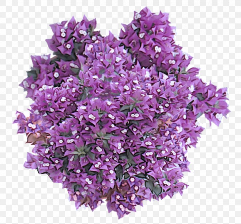 Lavender, PNG, 919x857px, Lilac, Cut Flowers, Flower, Flowering Plant, Lavender Download Free