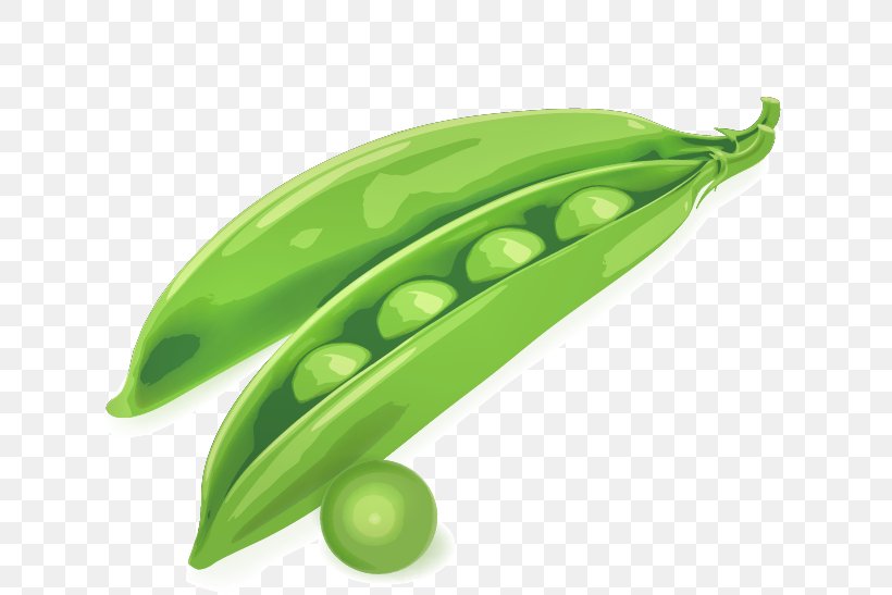 Pea Drawing Pod Illustration, PNG, 632x547px, Pea, Drawing, Food, Fruit, Green Download Free