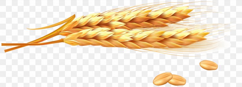 Wheat Ear Photography Illustration, PNG, 4310x1550px, Wheat, Cereal, Chaff, Commodity, Cuisine Download Free