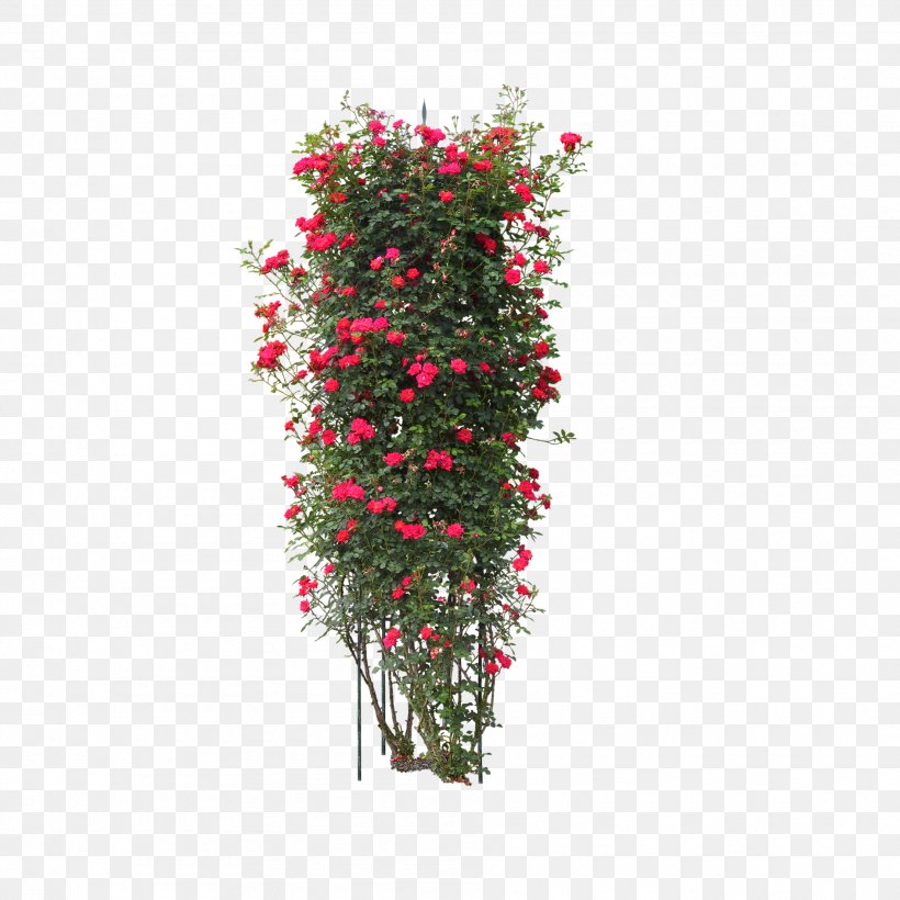 Acer Ginnala Arborvitae Plant Shrub, PNG, 1890x1890px, Acer Ginnala, Arborvitae, Artificial Flower, Cut Flowers, Flora Download Free