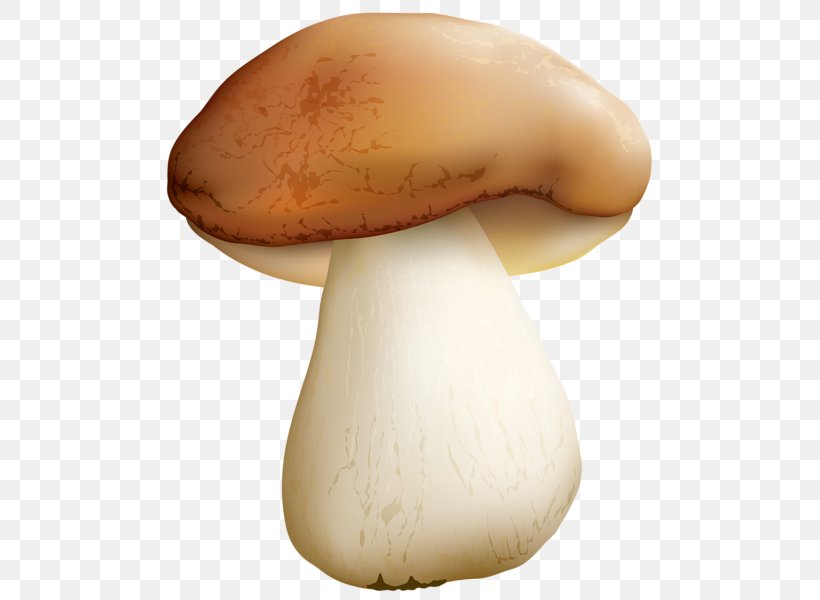 Edible Mushroom Food Common Mushroom, PNG, 507x600px, Mushroom, Agaricaceae, Agaricomycetes, Agaricus, Amanita Muscaria Download Free