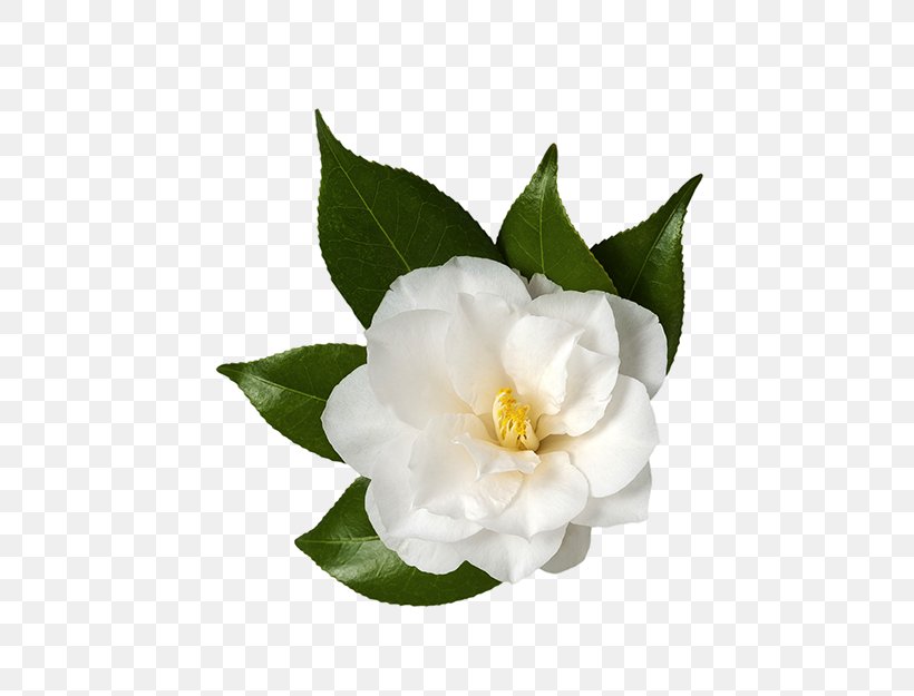 Sasanqua Camellia Japanese Camellia Flower Stock Photography Royalty-free, PNG, 590x625px, Sasanqua Camellia, Camellia, Camellia Sasanqua, Doubleflowered, Drawing Download Free