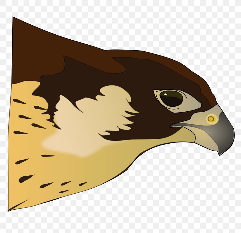 Bird Of Prey Hawk Clip Art, PNG, 800x793px, Bird, Beak, Bird Of Prey, Carnivoran, Drawing Download Free