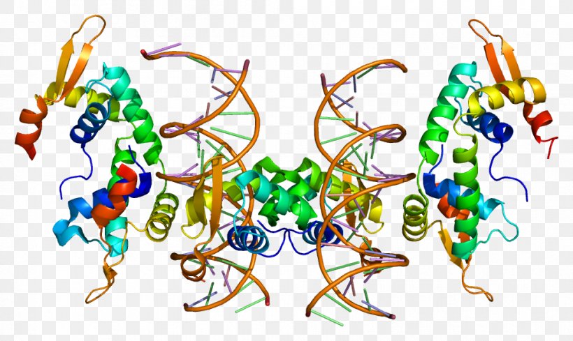 FOXP2 Gene-centered View Of Evolution FOX Proteins Gene-centered View Of Evolution, PNG, 995x594px, Watercolor, Cartoon, Flower, Frame, Heart Download Free