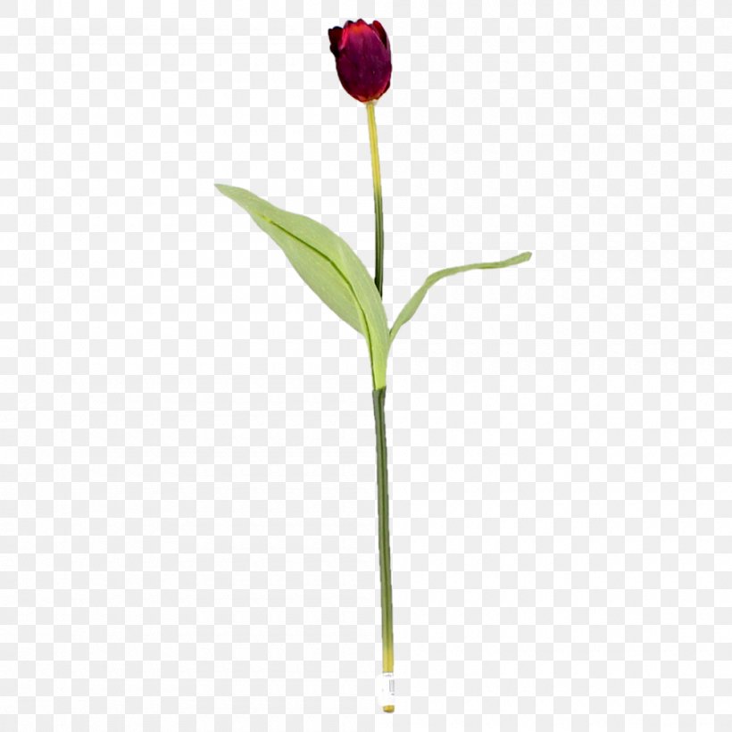 Tulip Cut Flowers Plant Stem Bud, PNG, 1000x1000px, Tulip, Bud, Cut Flowers, Flower, Flowering Plant Download Free