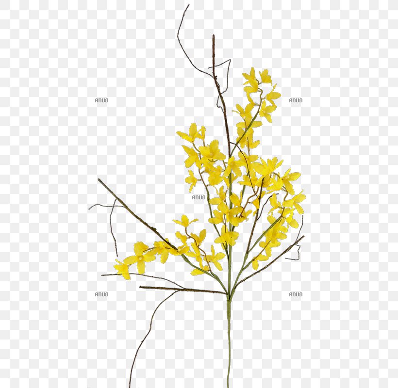 Twig Forsythia × Intermedia Yellow Branch Leaf, PNG, 800x800px, Twig, Artificial Flower, Branch, Bud, Cut Flowers Download Free