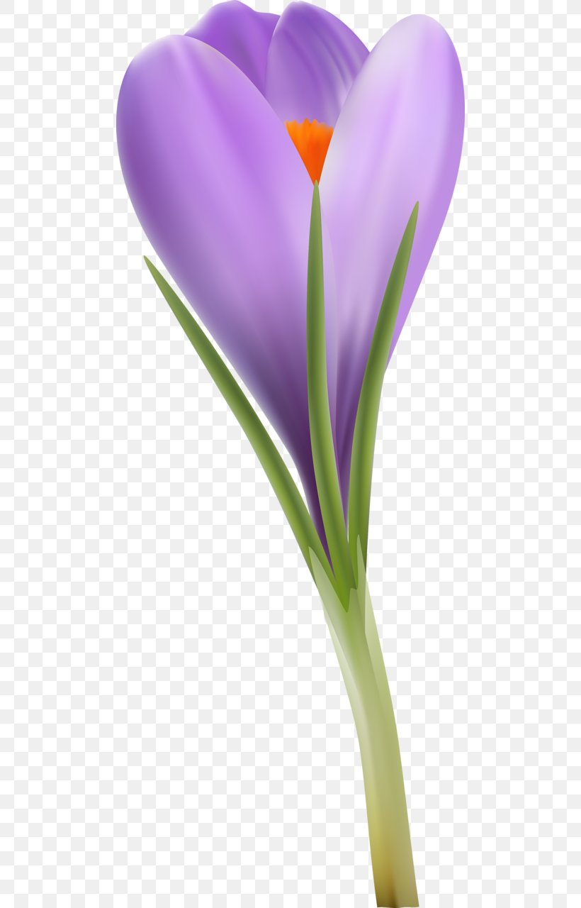 Crocus Close-up Plant Stem, PNG, 492x1280px, Crocus, Close Up, Closeup, Flower, Flowering Plant Download Free