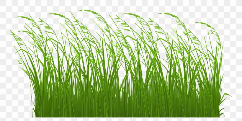 Grasses Free Content Stock Illustration Clip Art, PNG, 3508x1757px, Grasses, Commodity, Computer, Free Content, Grass Download Free