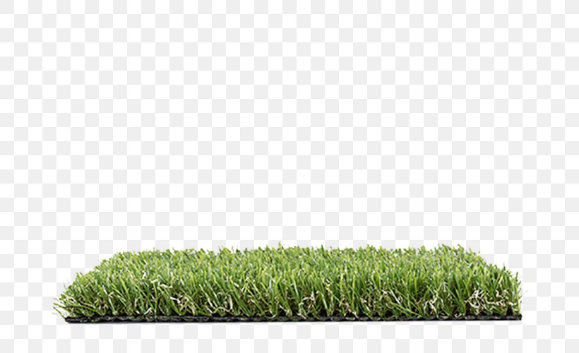 Lawn Grasses Family, PNG, 686x500px, Lawn, Family, Grass, Grass Family, Grasses Download Free