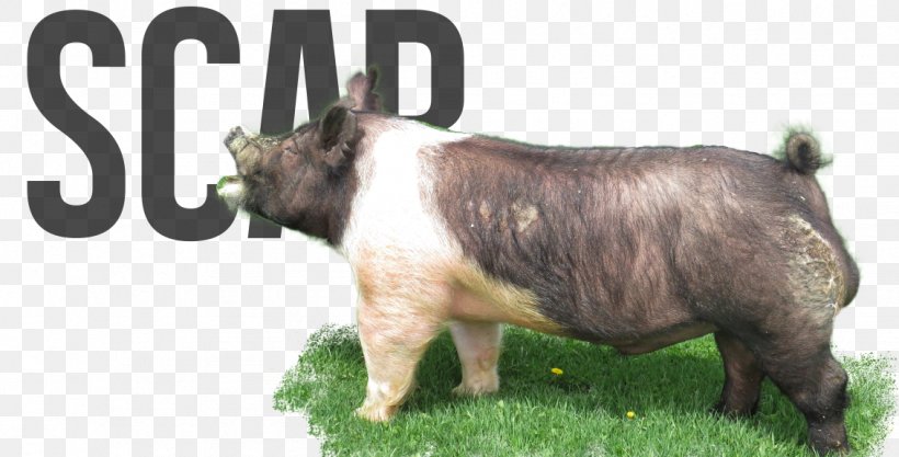 Pig Cattle Mammal Snout Supreme Council Of The Armed Forces, PNG, 1131x576px, Pig, Cattle, Cattle Like Mammal, Grass, Livestock Download Free
