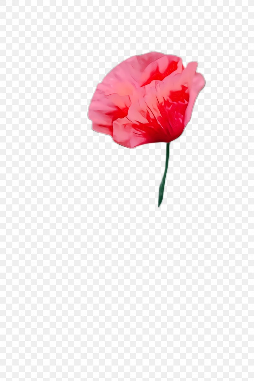 Pink Flower Cartoon, PNG, 1632x2448px, Poppy Flower, Bloom, Blossom, Carnation, Common Peony Download Free