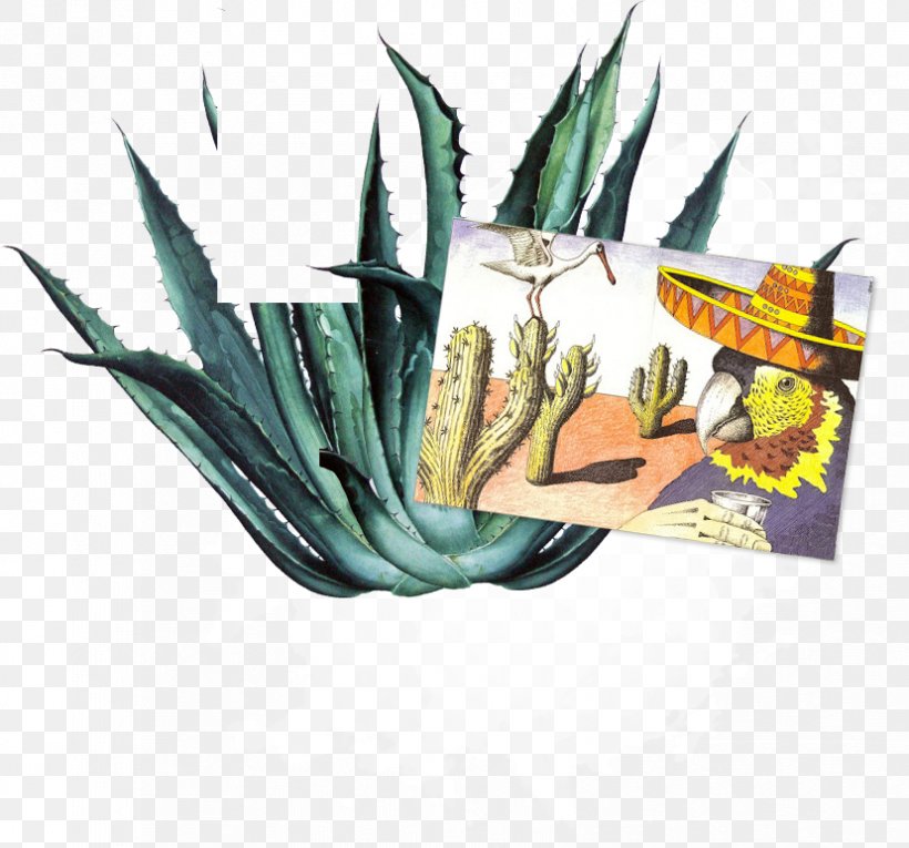 Tequila Mezcal Agave Distilled Beverage Distillation, PNG, 828x773px, Tequila, Agave, Aloe, Aloe Vera, Cactus Download Free