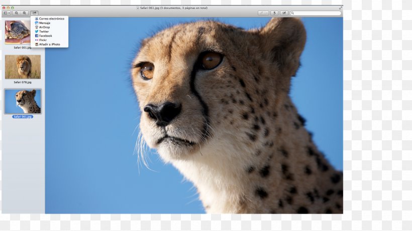 Cheetah Whiskers Cat Fur Snout, PNG, 1600x900px, Cheetah, Animal, Big Cat, Big Cats, Carnivoran Download Free