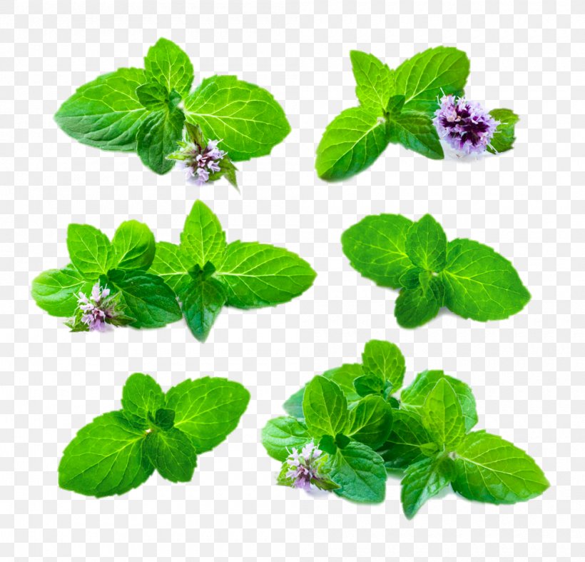 Mentha Spicata Peppermint Medicinal Plants Chinese Herbology, PNG, 1000x960px, Mentha Spicata, Annual Plant, Chinese Herbology, Herb, Herbalism Download Free