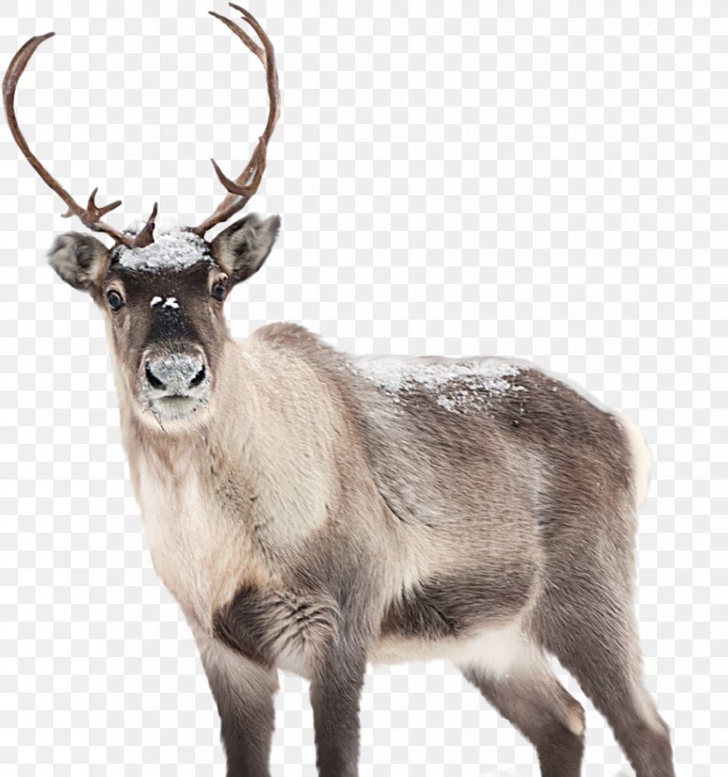 Reindeer Santa Claus The Caribou Artist, PNG, 865x924px, Deer, Antler, Art, Artist, Canvas Print Download Free