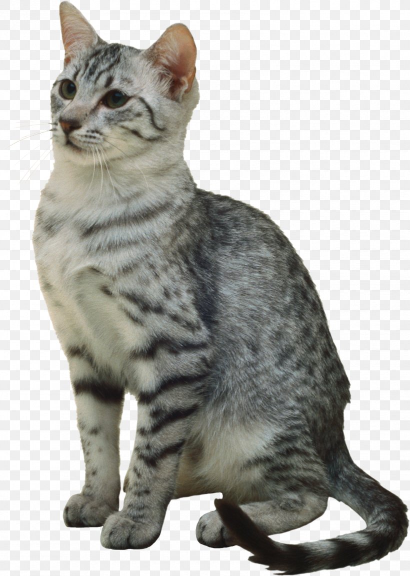 Egyptian Mau Sphynx Cat Exotic Shorthair European Burmese Birman, PNG, 1703x2391px, Egyptian Mau, Abyssinian, Aegean Cat, American Bobtail, American Shorthair Download Free