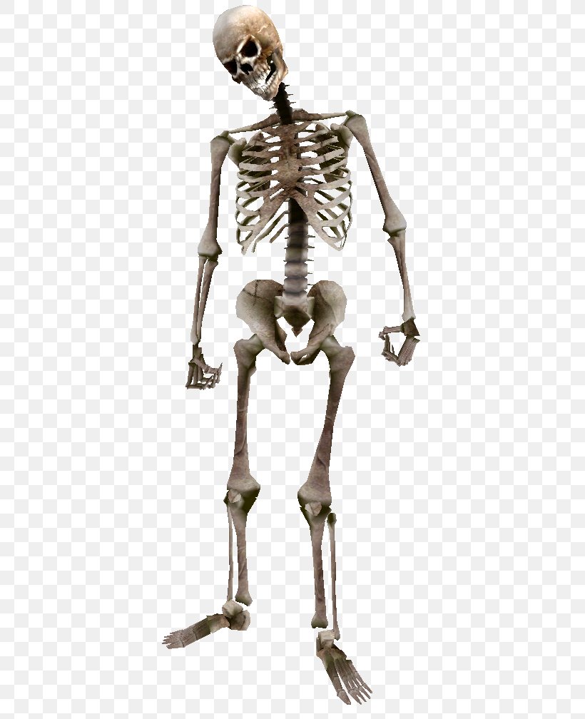 Oblivion The Elder Scrolls: Arena Human Skeleton Bone, PNG, 433x1008px, Oblivion, Anatomy, Bone, Bone Density, Costume Design Download Free