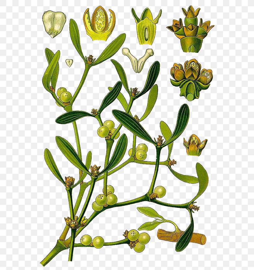 Viscum Album Mistletoe Botany Plant, PNG, 600x870px, Viscum Album, Botanical Illustration, Botany, Branch, Calendula Officinalis Download Free