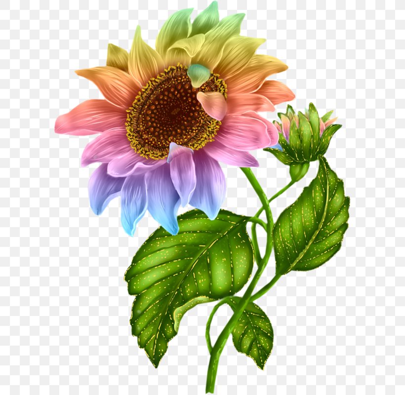 Common Sunflower Clip Art, PNG, 601x800px, Flower, Annual Plant, Common Sunflower, Cut Flowers, Daisy Family Download Free