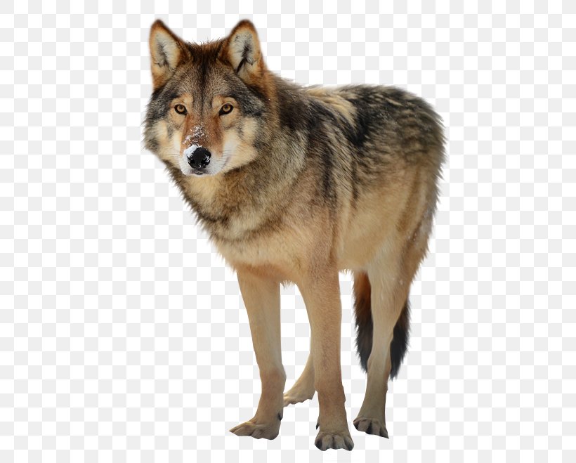 Gray Wolf Clip Art, PNG, 616x659px, Gray Wolf, Canis Lupus Tundrarum, Coyote, Czechoslovakian Wolfdog, Dog Like Mammal Download Free