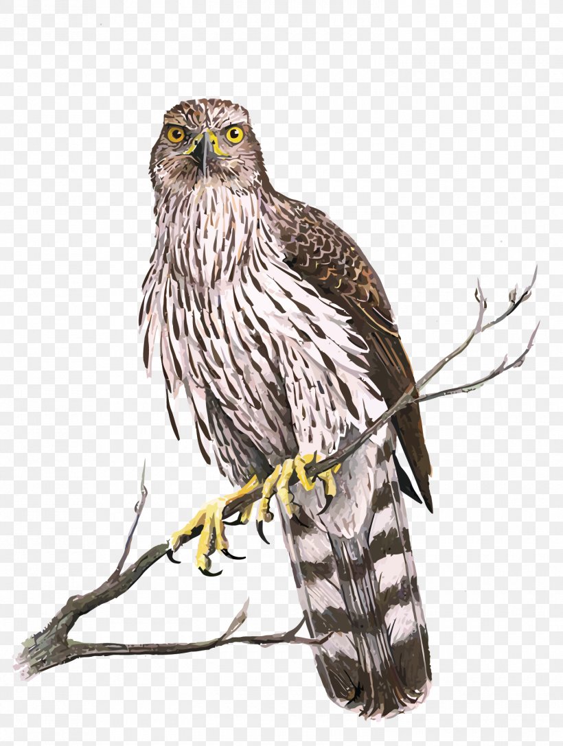 Hawk Eagle, PNG, 1500x1990px, Hawk, Accipiter, Accipitriformes, Art, Artist Download Free