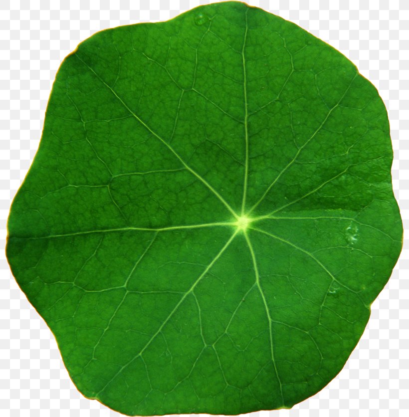 Leaf, PNG, 801x836px, Leaf, Grass, Green, Plant Download Free