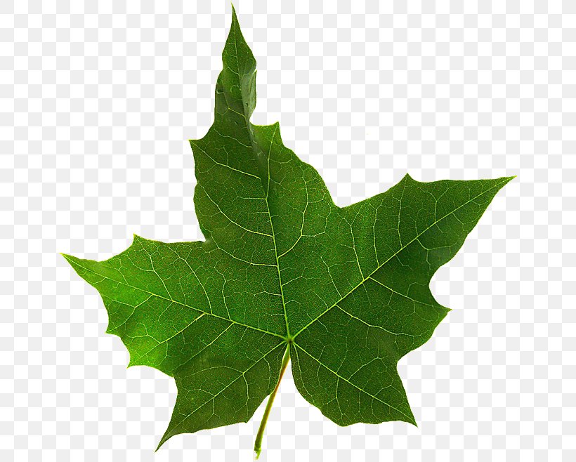 Maple Leaf Twig Plane Trees, PNG, 656x658px, Maple Leaf, Leaf, Maple, Plane Tree Family, Plane Trees Download Free