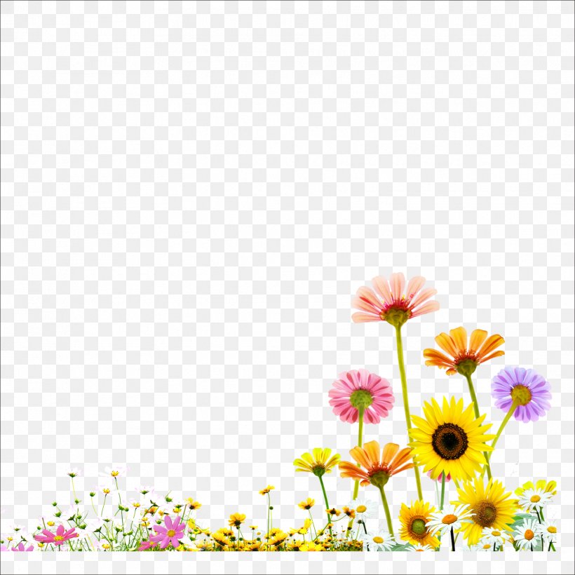 Template Fundal, PNG, 1773x1773px, Template, Dahlia, Daisy, Daisy Family, Flora Download Free