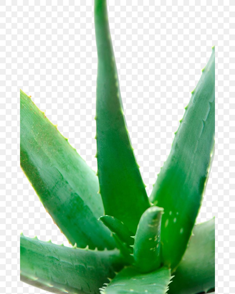 Aloe Vera Stock Photography Succulent Plant, PNG, 680x1024px, Aloe Vera, Aloe, Can Stock Photo, Featurepics, Green Download Free