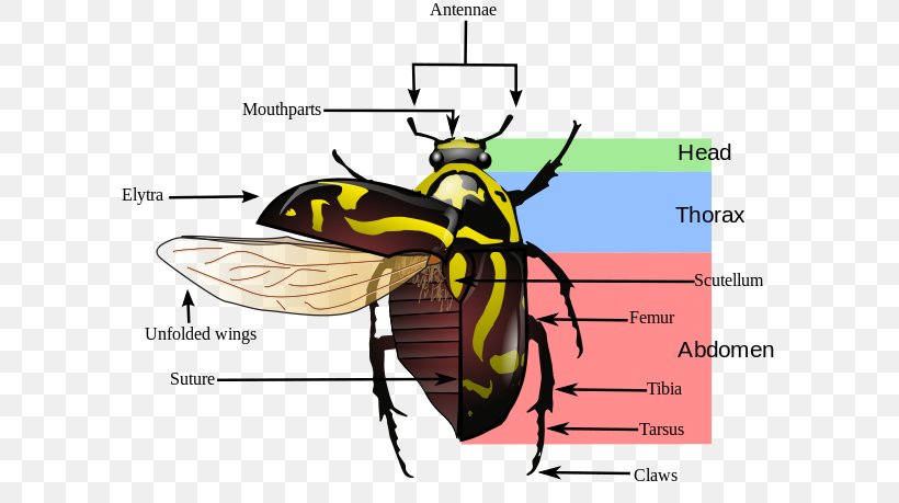 Beetle Elytron Insect Morphology Insect Wing Pest, PNG, 603x459px, Beetle, Anatomy, Arthropod, Diagram, Elytron Download Free
