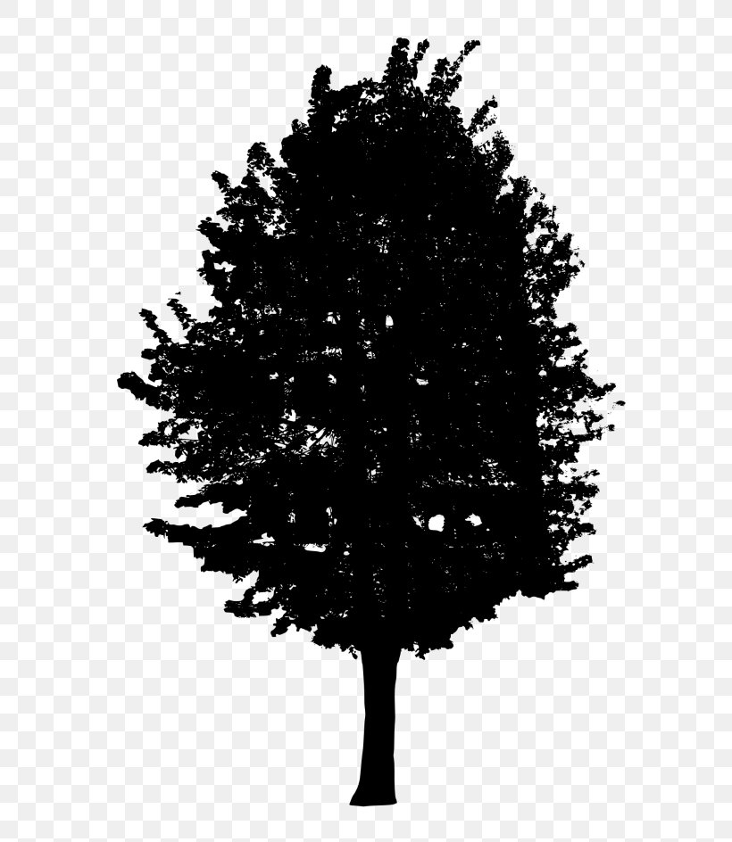 Fir Tree Black And White, PNG, 624x944px, Fir, Black And White, Branch, Christmas Tree, Conifer Download Free