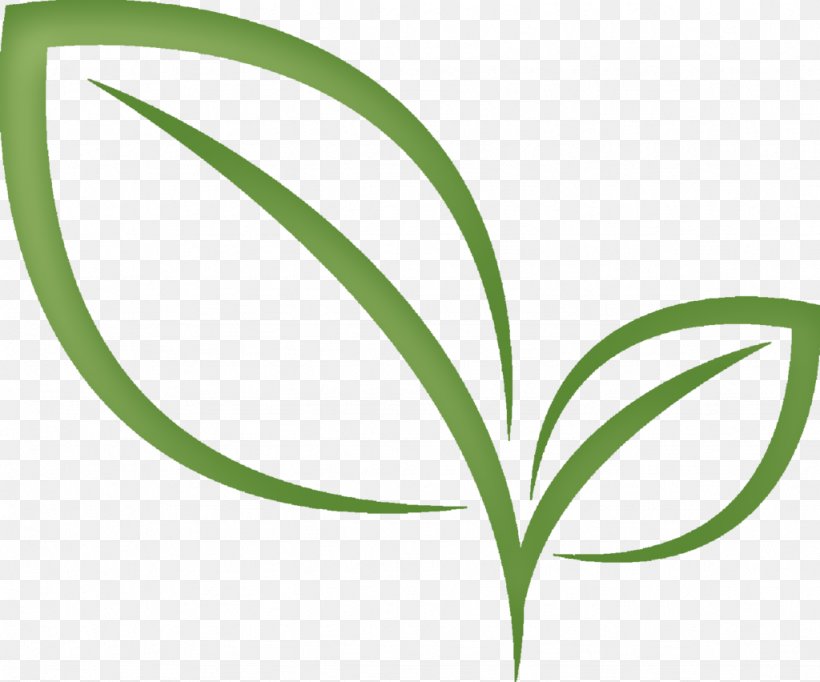 Green Tea Matcha Résumé Clip Art, PNG, 1024x852px, Tea, Business, Cover Letter, Essay, Flora Download Free