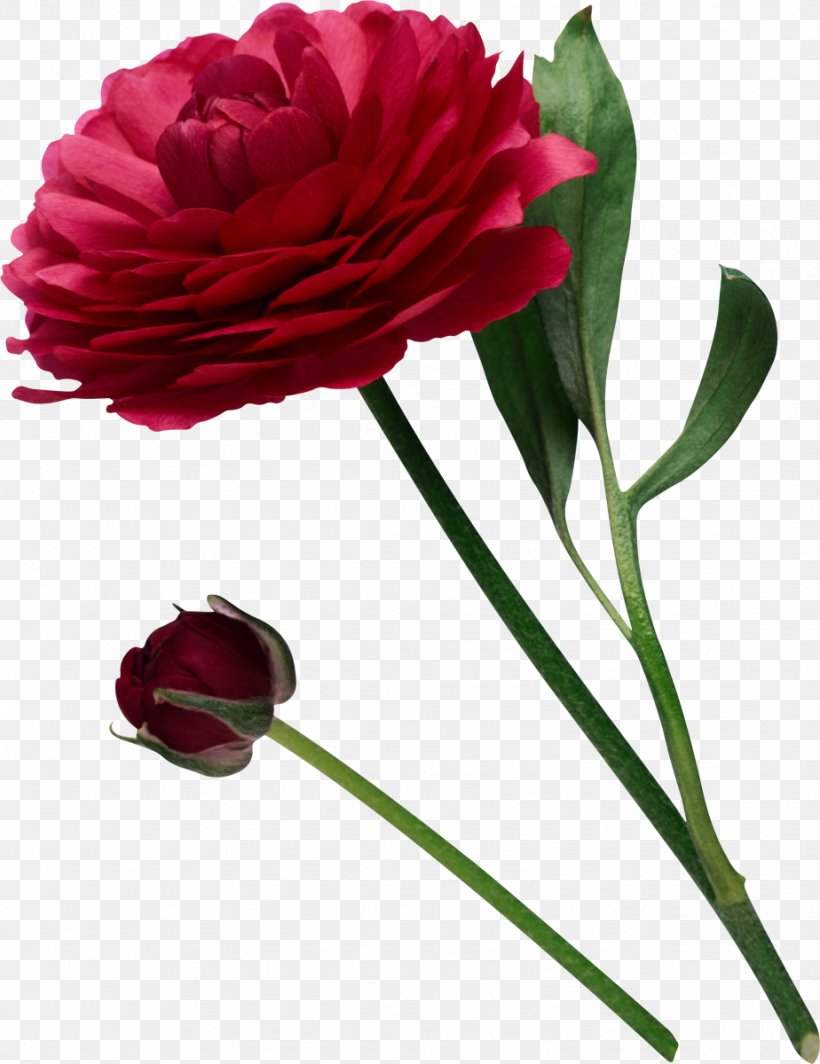 Peony Flower Clip Art, PNG, 924x1200px, Peony, Carnation, Computer Software, Cut Flowers, Depositfiles Download Free