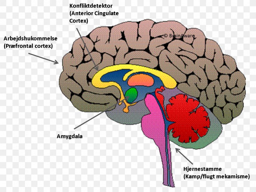 Triune Brain Amygdala Ventromedial Prefrontal Cortex, PNG, 1195x899px, Watercolor, Cartoon, Flower, Frame, Heart Download Free