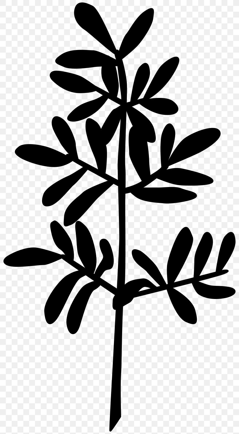 Twig Plant Stem Flower Leaf Font, PNG, 808x1485px, Twig, Blackandwhite, Botany, Flower, Flowering Plant Download Free