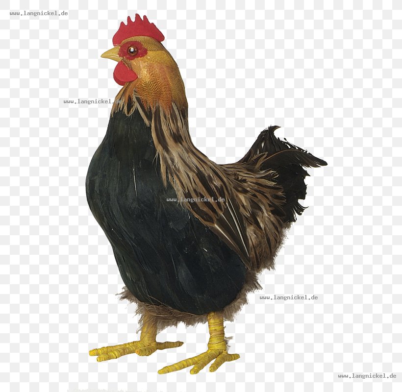 Rooster Chicken Bird Poultry Fowl, PNG, 800x800px, Rooster, Beak, Bird, Chicken, Farm Download Free