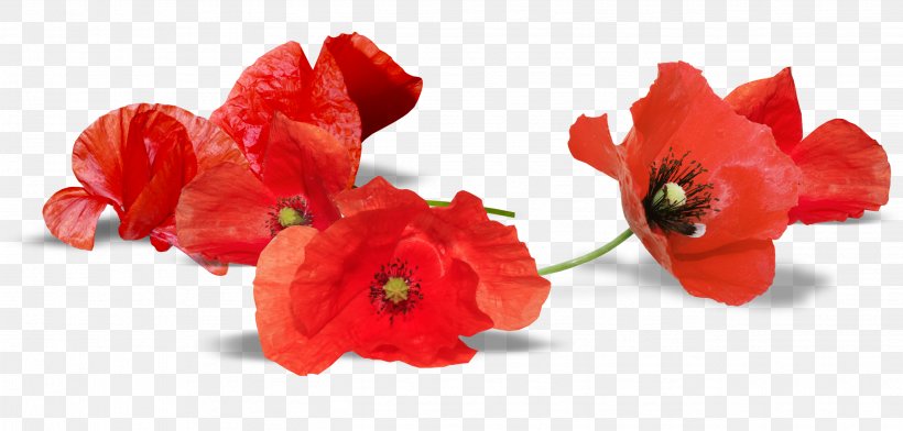South Australia Armistice Day Anzac Day Remembrance Poppy, PNG, 2632x1260px, South Australia, Anzac Day, Armistice Day, Australia, Cut Flowers Download Free