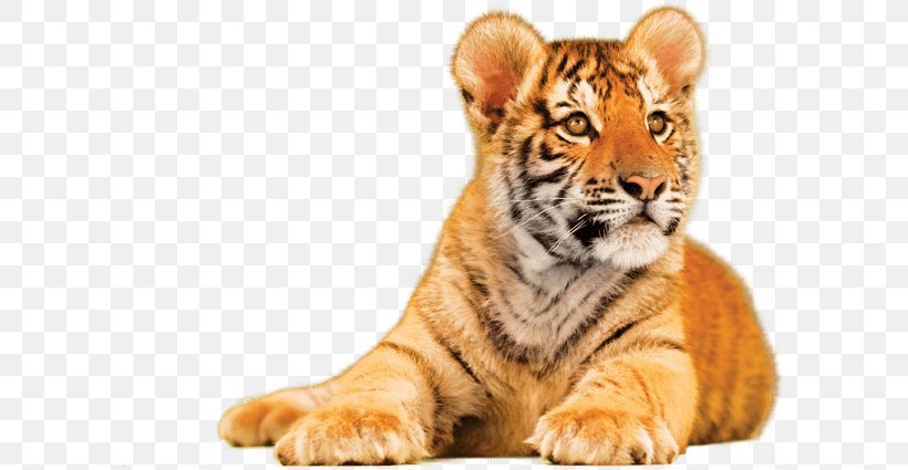 Tiger Towel Kitchen Paper Royale, PNG, 598x425px, Tiger, Bathroom, Bengal Tiger, Big Cat, Big Cats Download Free