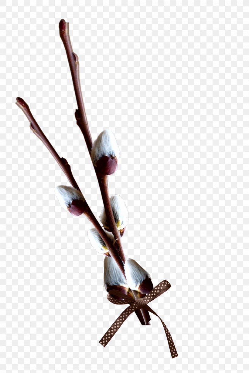 Willow Tree Clip Art, PNG, 2000x3000px, Willow, Branch, Digital Image, Display Resolution, Dots Per Inch Download Free