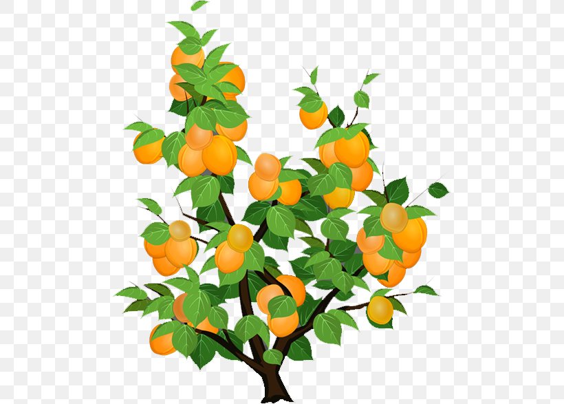 Citrus Apricot Candied Fruit Fruit Tree, PNG, 493x587px, Apricot, Apricot Kernel, Branch, Calamondin, Candied Fruit Download Free