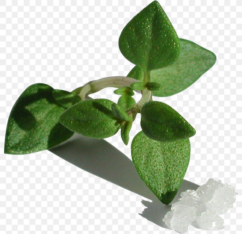 Leaf Herb, PNG, 794x791px, Leaf, Herb, Plant Download Free